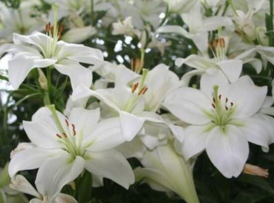 百合花什么時候開花,百合花不開花怎么辦/適當光照