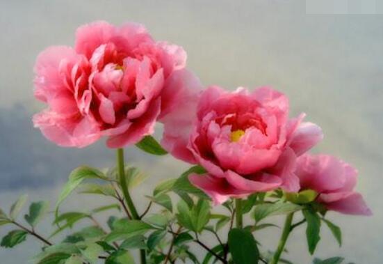 牡丹花花語(yǔ)是什么,代表著富貴吉祥、繁榮昌盛