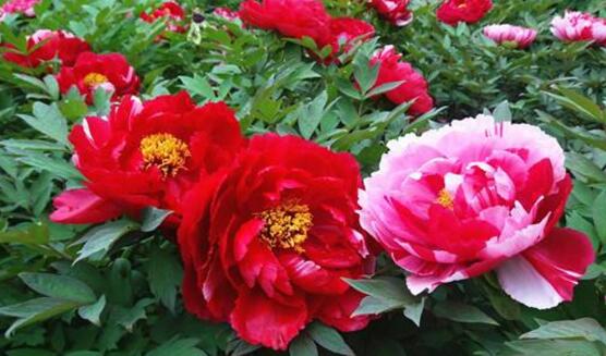 牡丹花花語(yǔ)是什么,代表著富貴吉祥、繁榮昌盛
