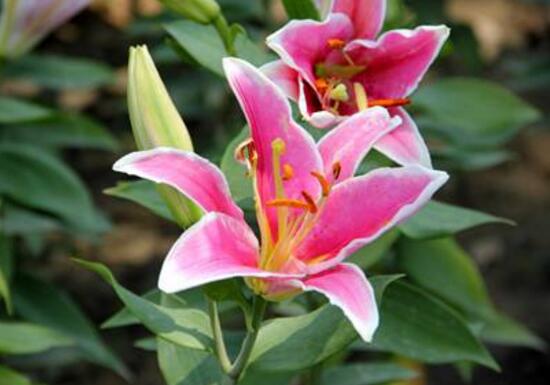 百合花怎么修剪,百合花的修剪方法圖解