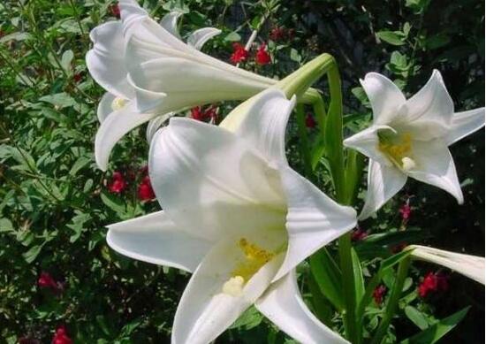 百合花怎么繁殖,百合花的繁殖方法