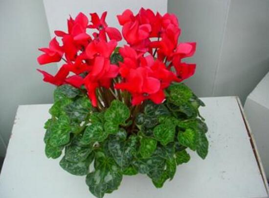 仙客來(lái)怎么養(yǎng)，仙客來(lái)的養(yǎng)殖方法和注意事項(xiàng)