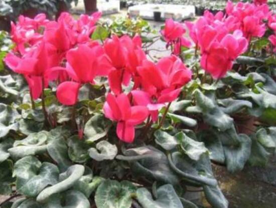 仙客來的花語是什么,仙客來適合送給什么人
