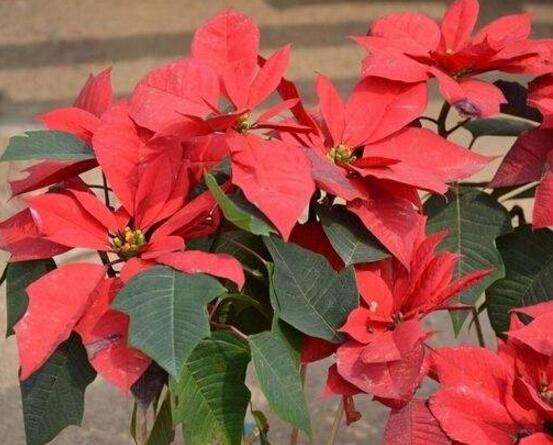 一品紅怎么澆水,一品紅澆水方法
