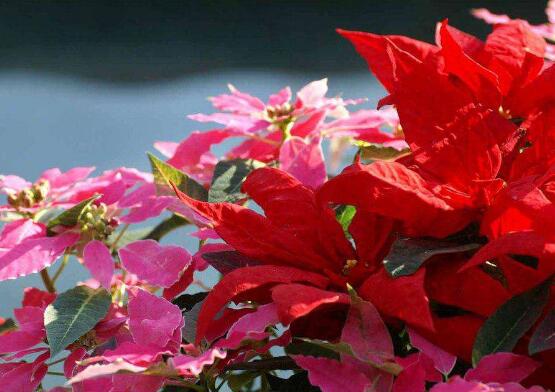 一品紅花期多長時間,一品紅花期長達100天(12月-次年2月)