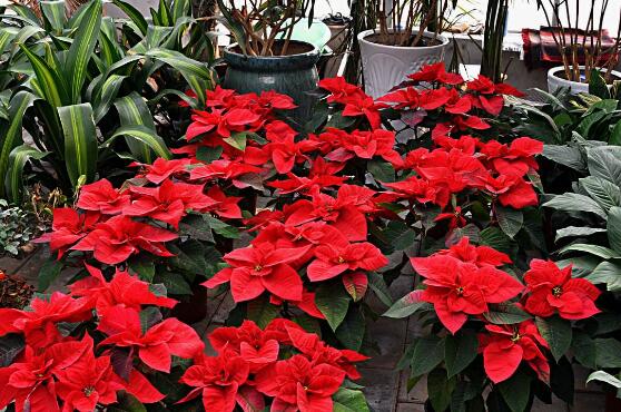 一品紅花期多長時間,一品紅花期長達100天(12月-次年2月)