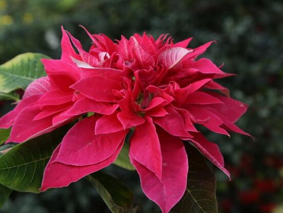 一品紅花期多長時間,一品紅花期長達100天(12月-次年2月)