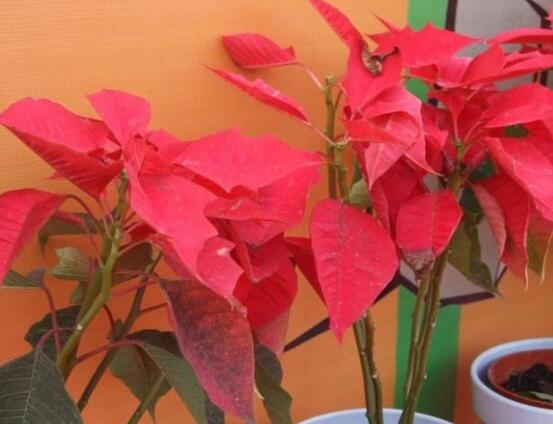 一品紅的功效與作用,盤點一品紅五大功效與作用