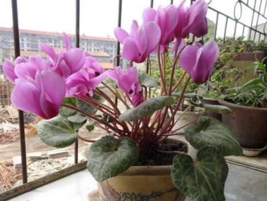仙客來花期多久,仙客來花謝了怎么處理