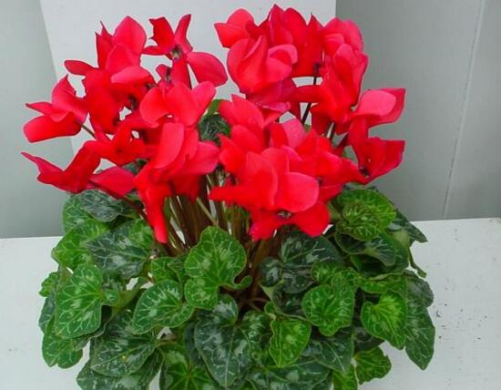 仙客來花期多久,仙客來花謝了怎么處理