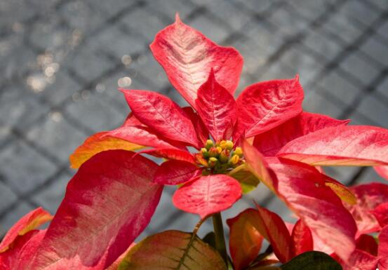 家中養一品紅有什么好處,家中有孕婦能養一品紅嗎