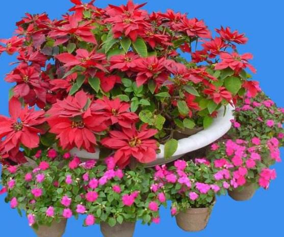 一品紅花,一品紅花圖片