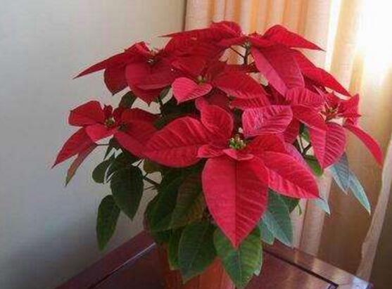 一品紅花,一品紅花圖片