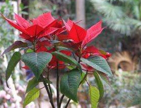 一品紅花,一品紅花圖片