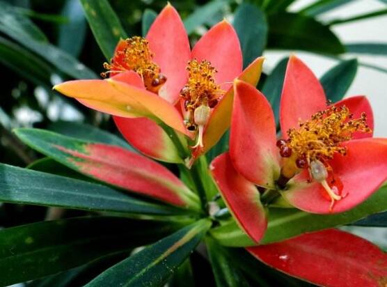 一品紅花,一品紅花圖片