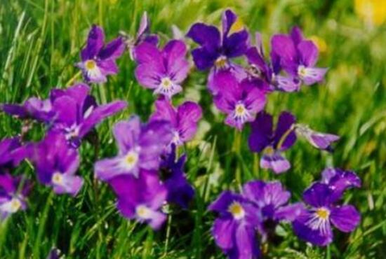 紫羅蘭什么時候開花,紫羅蘭不開花怎么回事
