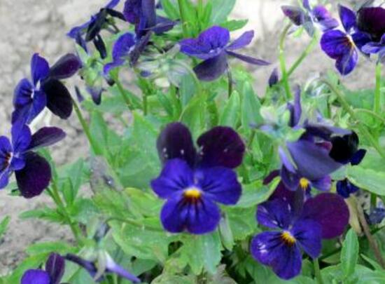 紫羅蘭什么時候開花,紫羅蘭不開花怎么回事