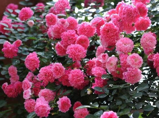 薔薇花語是什么,薔薇花語代表著美好的愛情與愛的思念