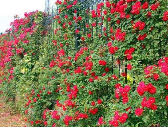 薔薇花語是什么,薔薇花語代表著美好的愛情與愛的思念