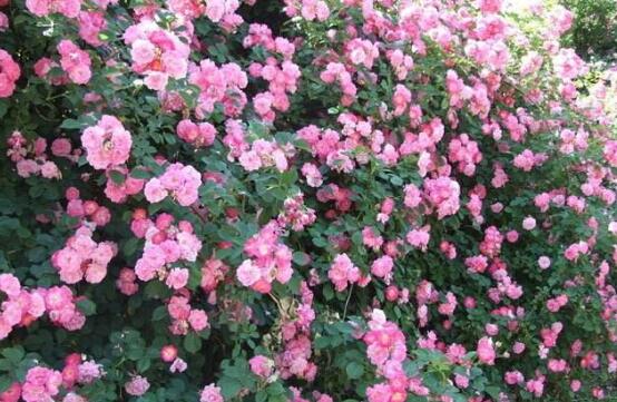 薔薇花語是什么,薔薇花語代表著美好的愛情與愛的思念