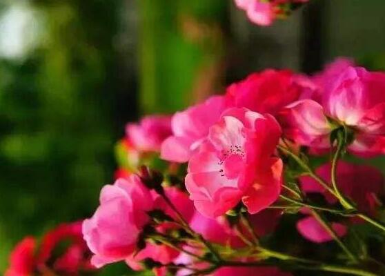野薔薇花,野薔薇花特點(diǎn)