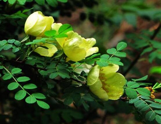 野薔薇花,野薔薇花特點(diǎn)