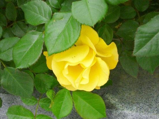 野薔薇花,野薔薇花特點(diǎn)