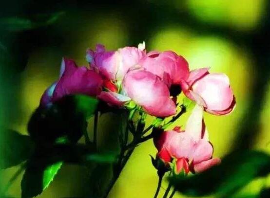 野薔薇花,野薔薇花特點(diǎn)