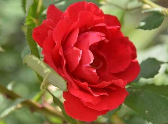 野薔薇花,野薔薇花特點(diǎn)