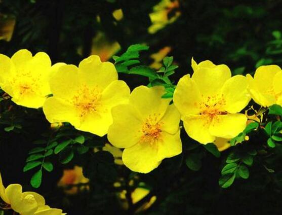 野薔薇花,野薔薇花特點(diǎn)