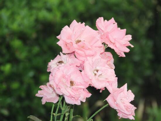 薔薇花的風水作用,盤點薔薇花六大風水作用