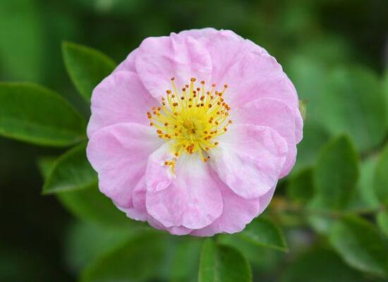 薔薇花的風水作用,盤點薔薇花六大風水作用