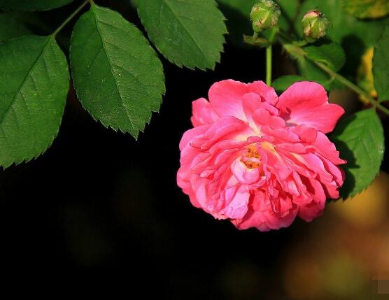 薔薇花的風水作用,盤點薔薇花六大風水作用