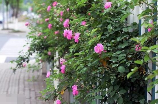 薔薇花語是什么,薔薇花語代表著美好的愛情與愛的思念