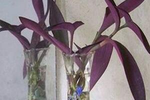 紫羅蘭可以水培嗎，紫羅蘭水培方法