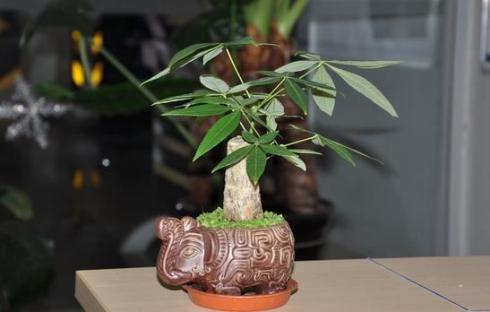 要想發財樹莖部肥大該怎么辦,做好以下方法是關鍵