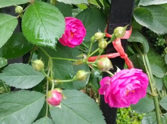 薔薇花蟲害及防治方法,薔薇花三種蟲害防治辦法