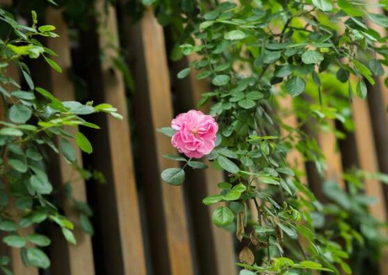 薔薇花蟲害及防治方法,薔薇花三種蟲害防治辦法
