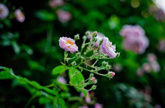 薔薇花蟲害及防治方法,薔薇花三種蟲害防治辦法