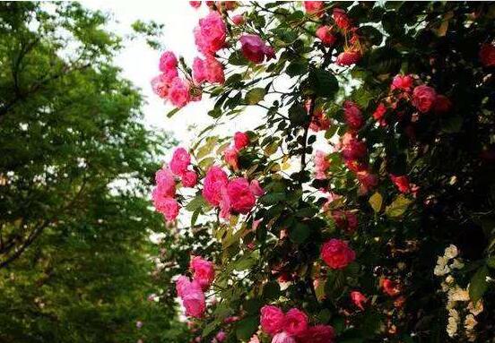 薔薇花蟲害及防治方法,薔薇花三種蟲害防治辦法