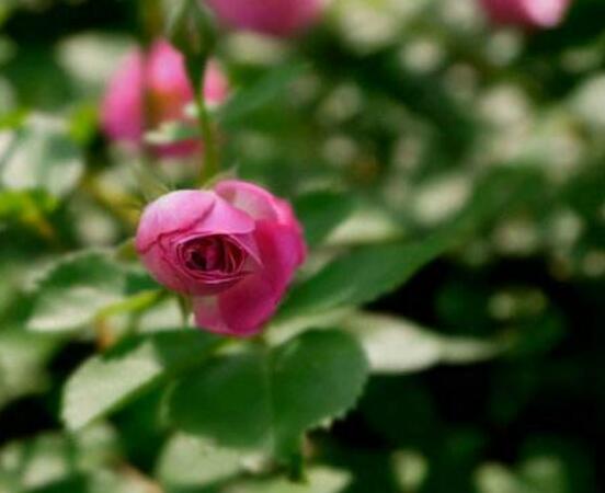 薔薇花蟲害及防治方法,薔薇花三種蟲害防治辦法