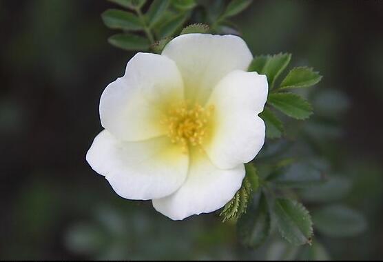 薔薇花蟲害及防治方法,薔薇花三種蟲害防治辦法