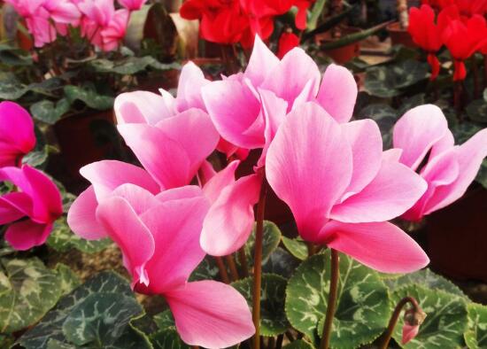 仙客來夏天怎么養(yǎng),仙客來怎樣度過夏天