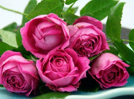 薔薇花的冬季怎么養(yǎng),薔薇花的冬季養(yǎng)殖方法