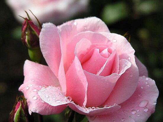 薔薇花的冬季怎么養(yǎng),薔薇花的冬季養(yǎng)殖方法