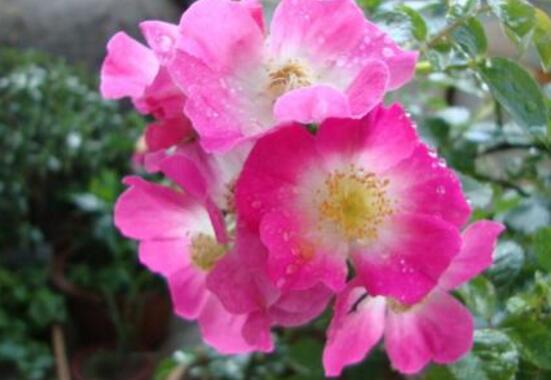 薔薇花的冬季怎么養(yǎng),薔薇花的冬季養(yǎng)殖方法
