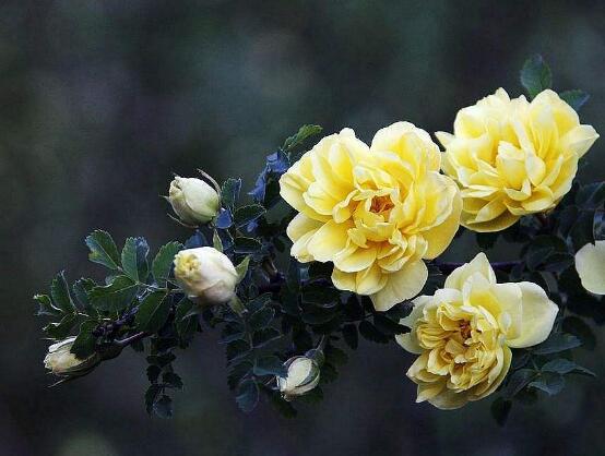 薔薇花的冬季怎么養(yǎng),薔薇花的冬季養(yǎng)殖方法
