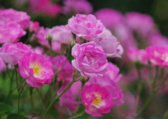薔薇花什么時候開花,薔薇花花期在4-9月(開花半年)