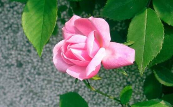 薔薇花什么時候開花,薔薇花花期在4-9月(開花半年)