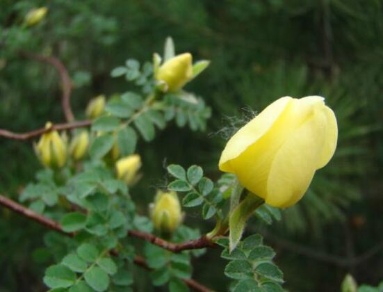 薔薇花什么時候開花,薔薇花花期在4-9月(開花半年)